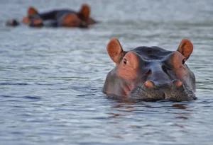 Why do hippos spend so much time in water