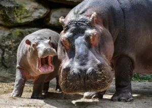 Why do hippos spend so much time in water