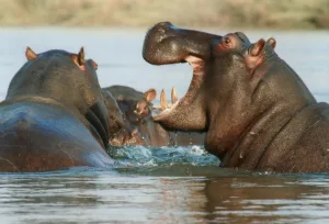 Why do hippos spend so much time in water