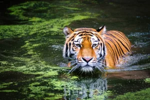 Why do tigers prefer to live in solitary