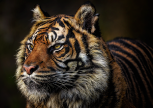 Why do tigers prefer to live in solitary