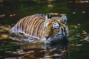 Why do tigers prefer to live in solitary