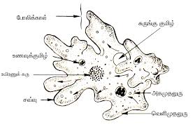 Brain eating amoeba in kerala